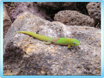 ハワイ島(ビッグアイランド)